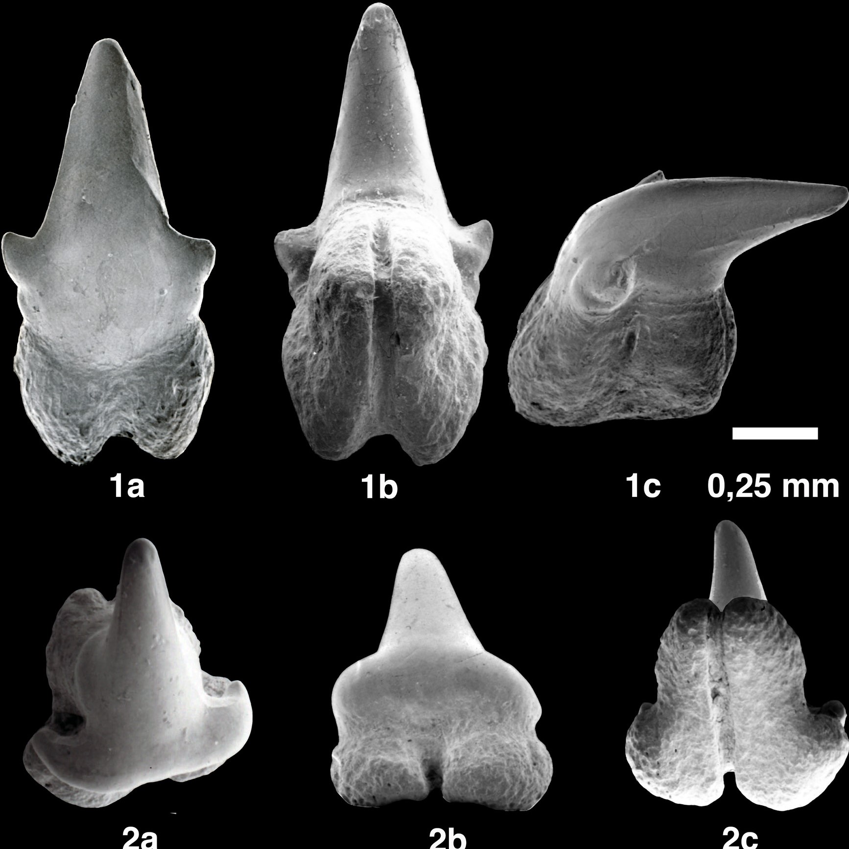 Parascyllium sp. de la localidad de Alto Guayacán, Fm. Uscari. Ejemplar CFM-4009 en vistas 1a. vestibular, 1b. linguo basal y 1c. mesial y ejemplar CFM-4011 en vistas 2a. superior, 2b. labial, 2c. basal