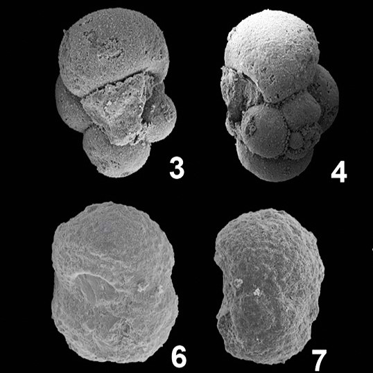 3-4 Globigerinella cf. obesa; 6-7 Globoturborotalita cf. brazieri